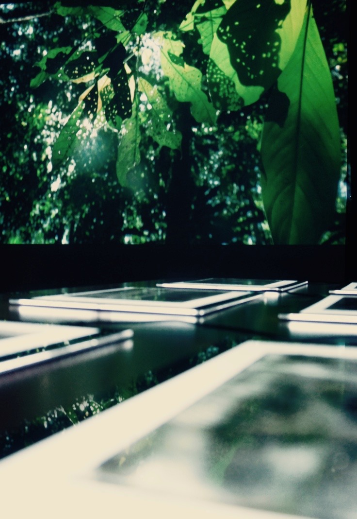 Harking back to the origins of photography, I’ve developed a technique that allows me to permanently record the fleeting collective movements of ants, using soot covered glass sheets.