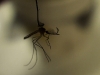 male-hanging