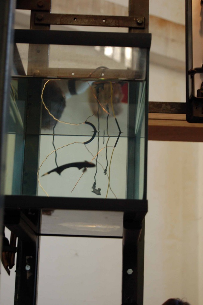 Experiment in Fish/Machine Communication (2007)