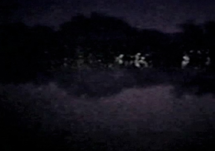 Fireflies sync