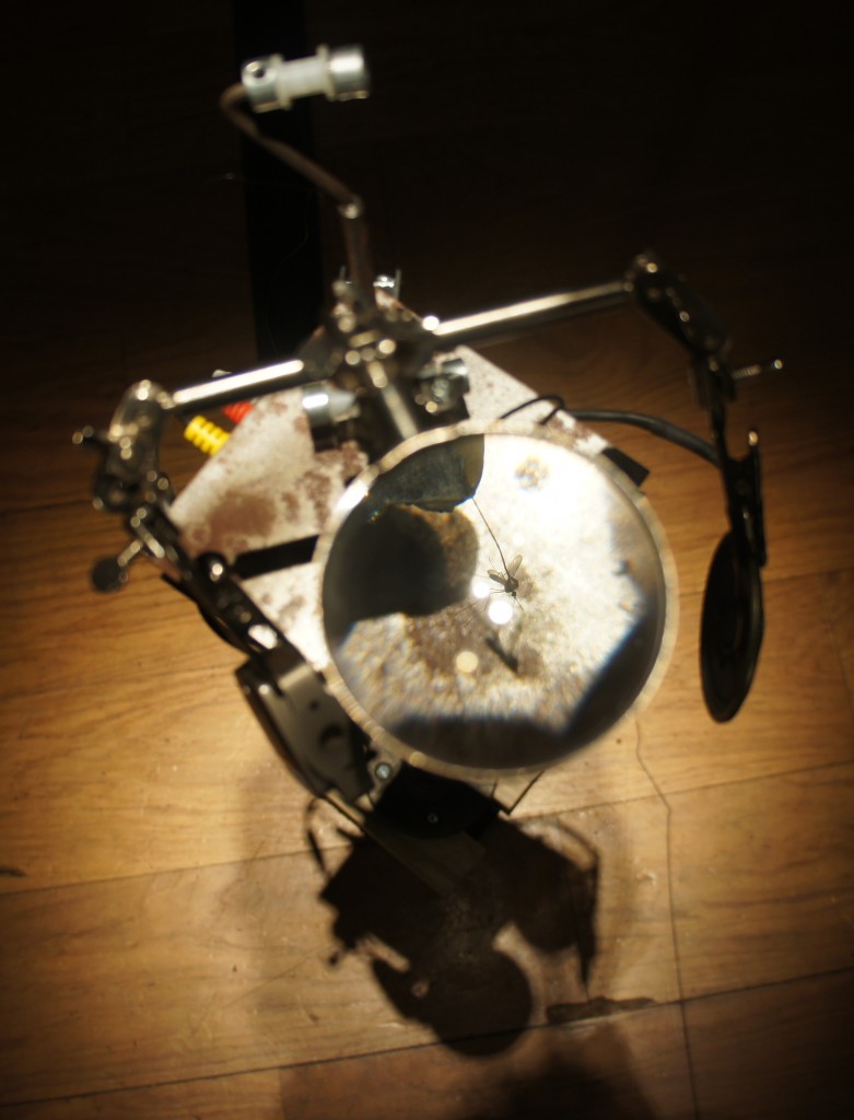 Truce in Toulouse (photos)