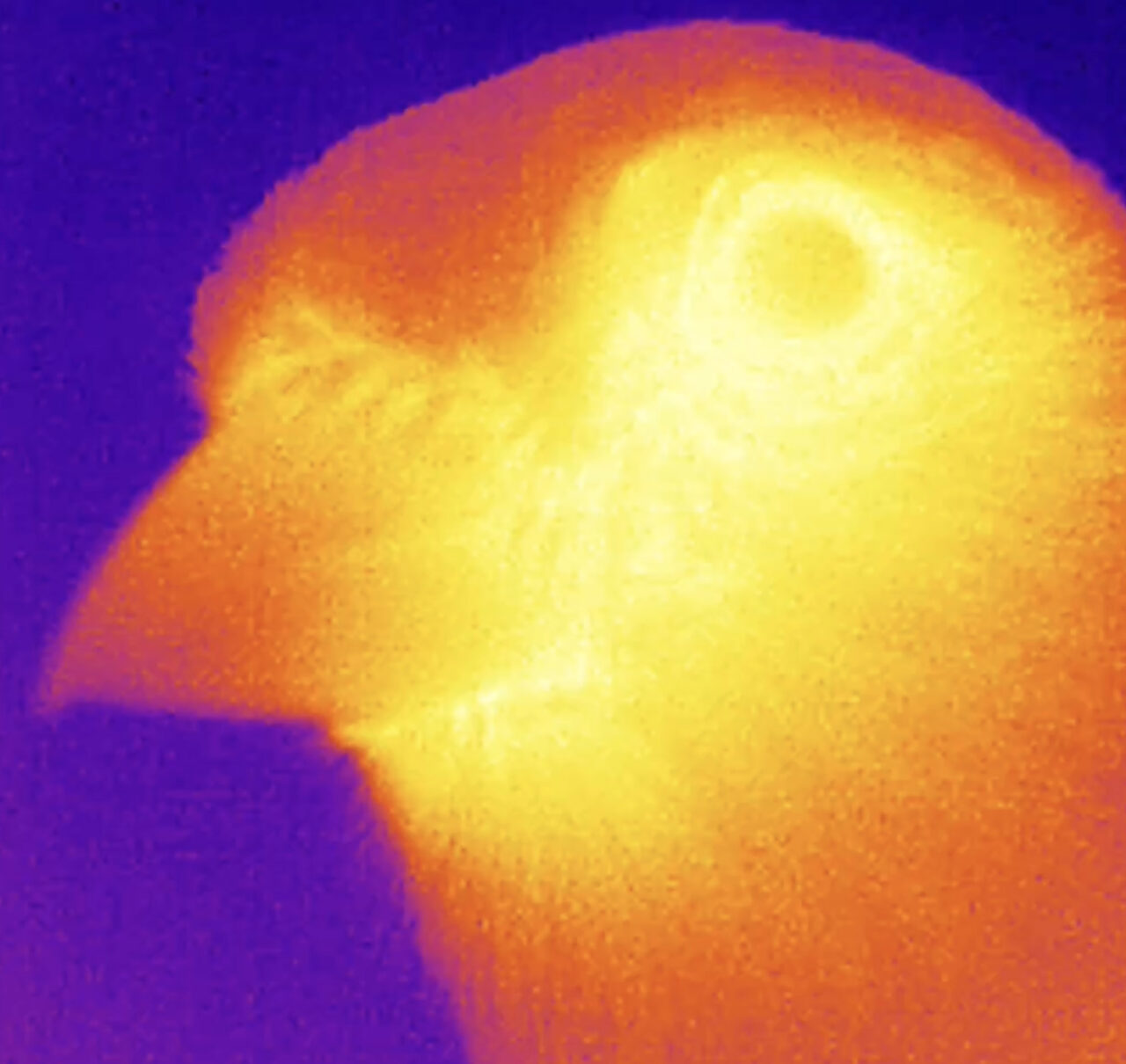 The Mind-Body Problem at KorSonoR